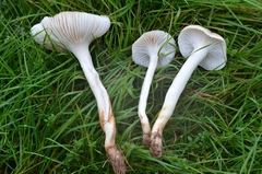 Cuphophyllus pratensis pallidus