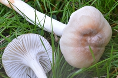 Cuphophyllus pratensis pallidus