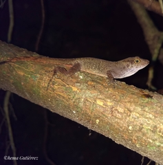 Anolis compressicauda