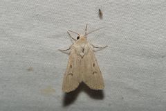 Euxoa catenula