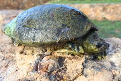 Dermatemys mawii