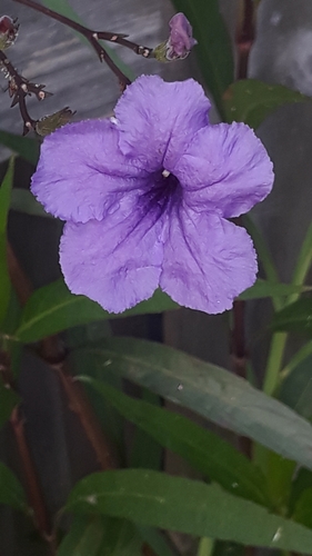 Ruellia simplex image