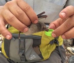 Platalina genovensium