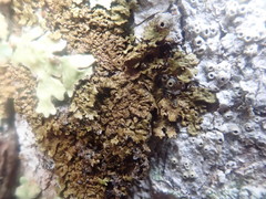 Melanelixia glabratula