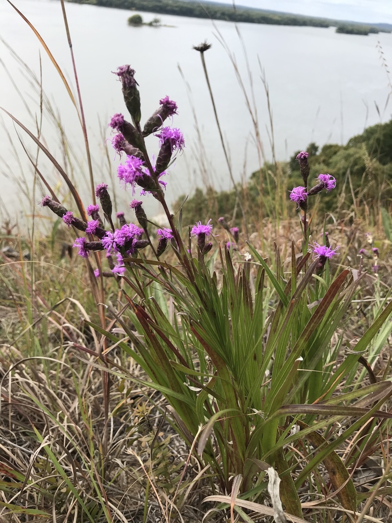 cylindrical blazing star