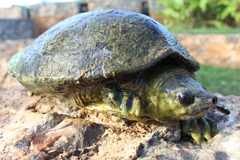 Dermatemys mawii