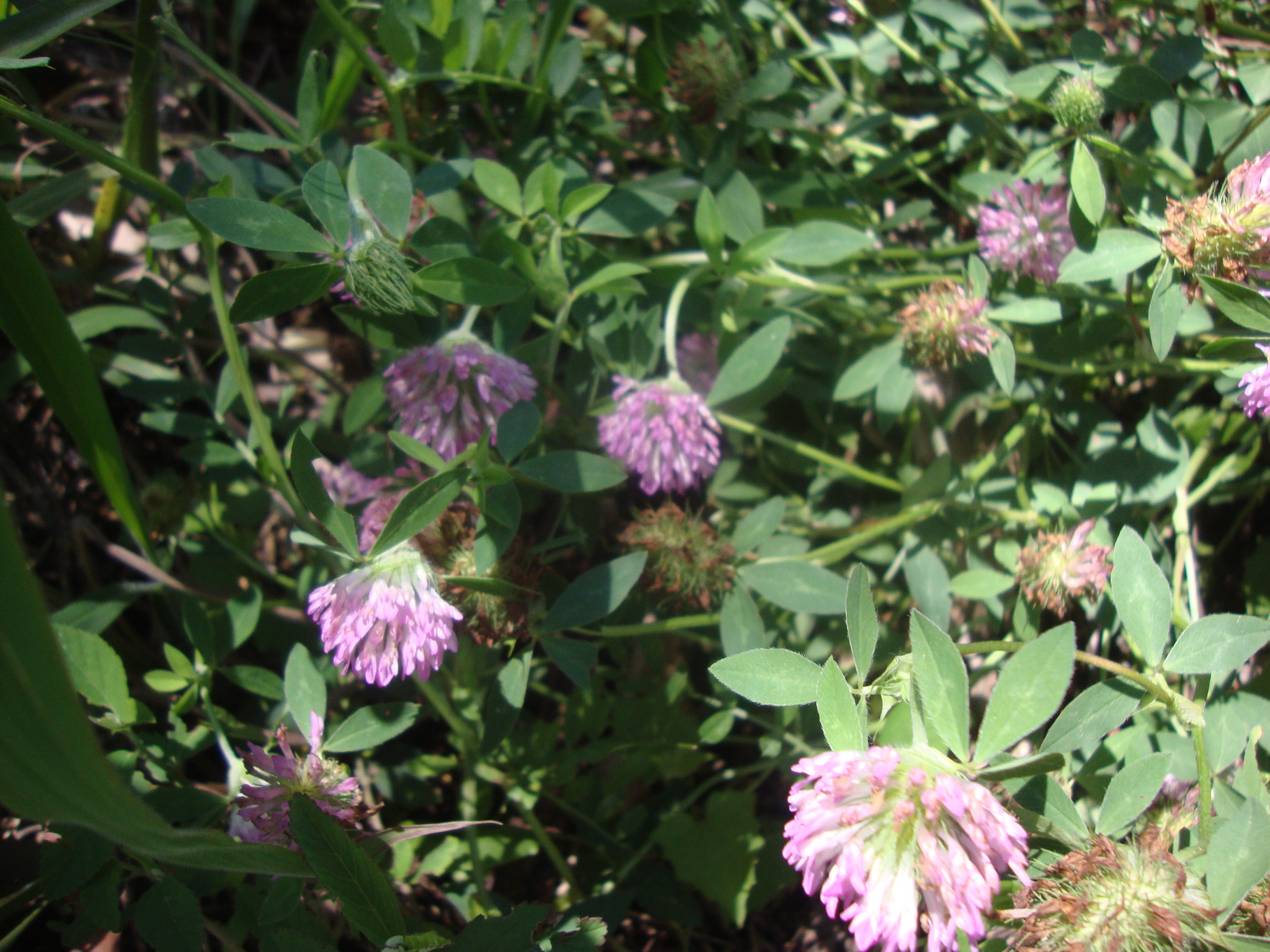 Trifolium pratense