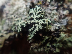 Heterodermia neglecta