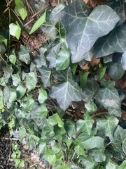Hedera helix