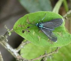 Uranophora terminalis