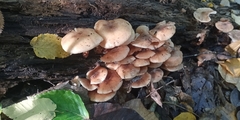 Armillaria novae-zelandiae