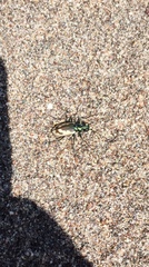 Cicindela theatina