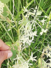 Echinopepon pubescens