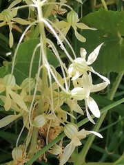 Echinopepon pubescens