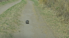 Chaetophractus vellerosus