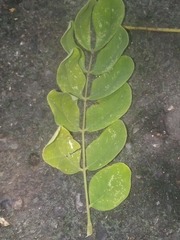 Pseudosamanea guachapele