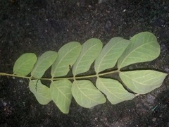 Pseudosamanea guachapele