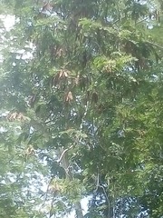 Pseudosamanea guachapele