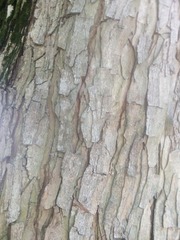 Pseudosamanea guachapele