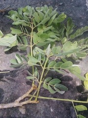 Pseudosamanea guachapele