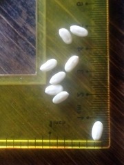 Pseudosamanea guachapele