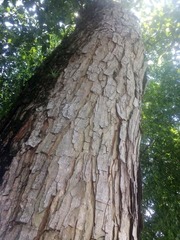 Pseudosamanea guachapele