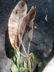 Pseudosamanea guachapele