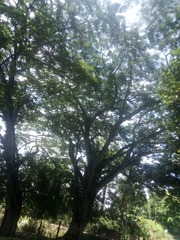 Pseudosamanea guachapele