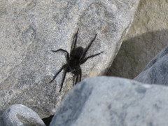 Pardosa groenlandica