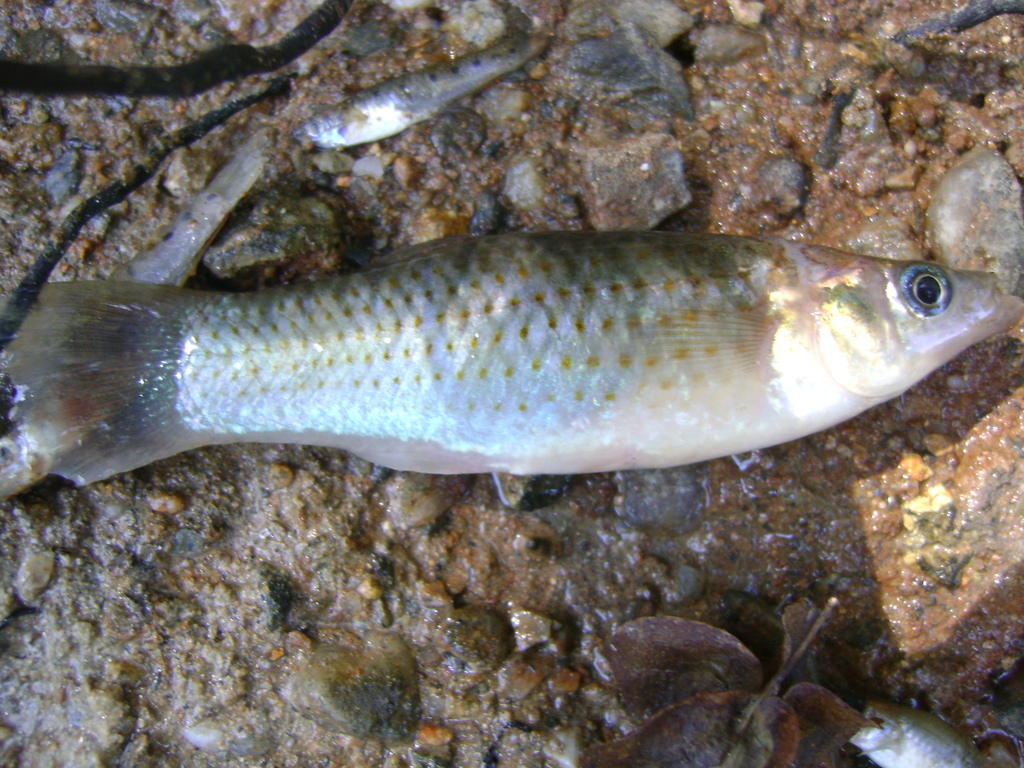 Molly (Poecilia sphenops)