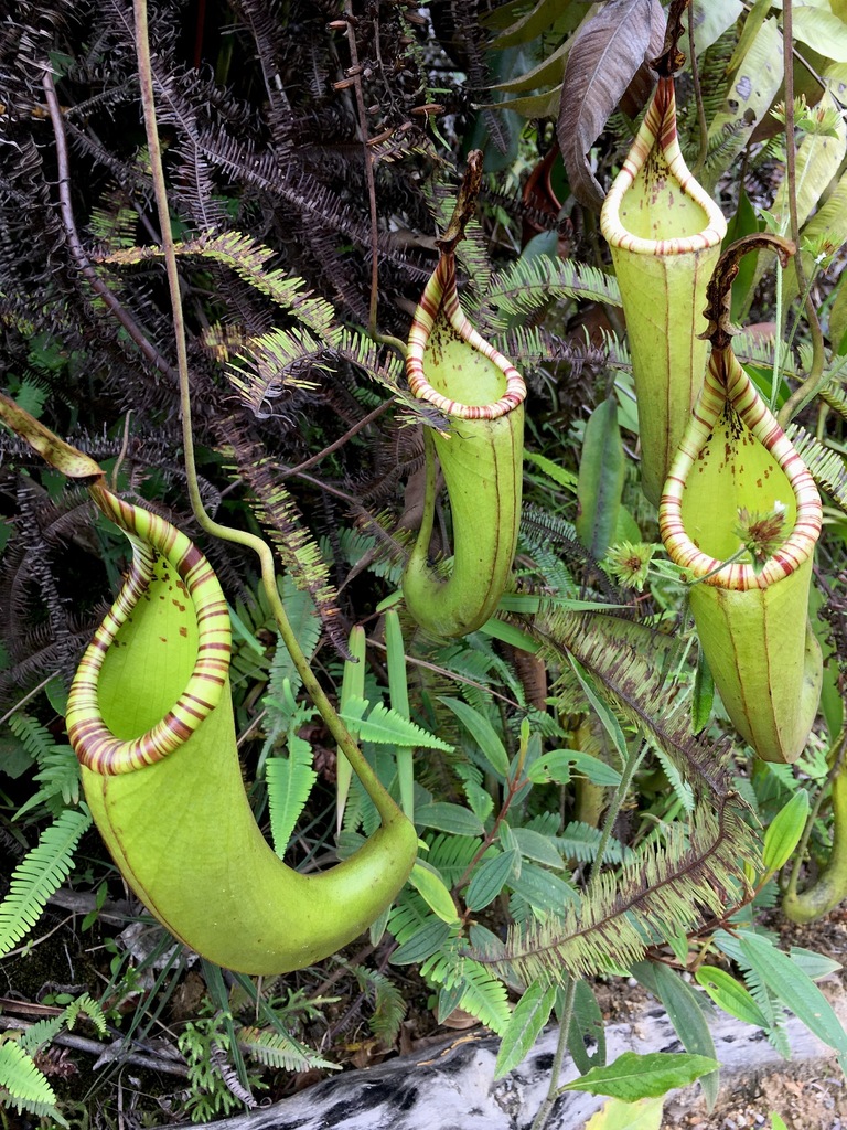 Nepenthes dactylifera A.S.Rob., Golos, S.McPherson & Barer 2