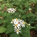 White Wood Aster - Photo (c) pafenton, some rights reserved (CC BY-NC), uploaded by pafenton