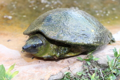 Dermatemys mawii