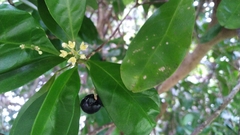 Pitaviaster haplophyllus