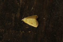 Marimatha botyoides
