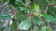 Pitaviaster haplophyllus