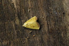 Marimatha botyoides