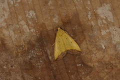 Marimatha botyoides