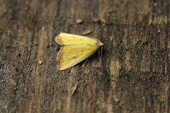 Marimatha botyoides