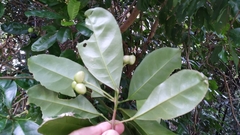 Pitaviaster haplophyllus