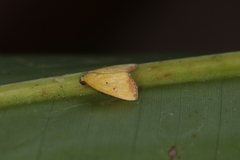Marimatha botyoides