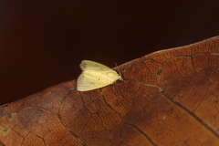 Marimatha botyoides