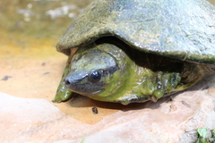 Dermatemys mawii