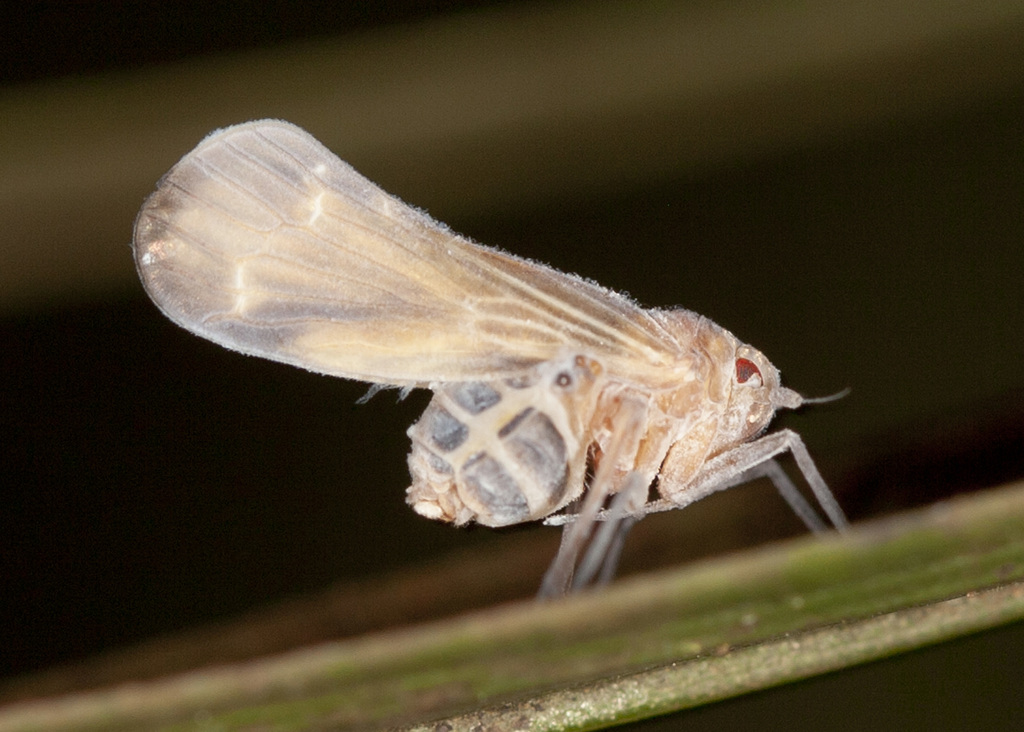 Achilixiid Planthoppers