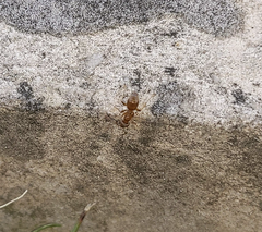 Lasius pallitarsis