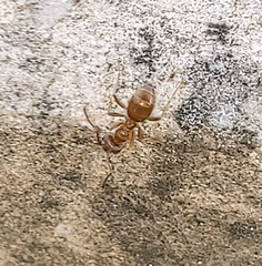 Lasius pallitarsis
