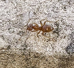 Lasius pallitarsis