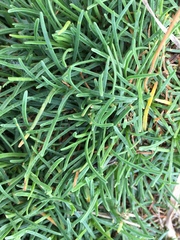 Armeria maritima maritima