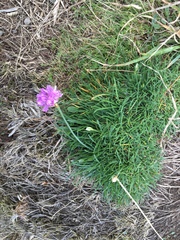 Armeria maritima maritima