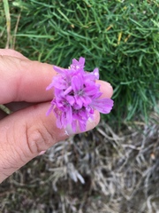 Armeria maritima maritima